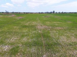 Miền Tây Nam Bộ trong 'cơn bão' hạn mặn